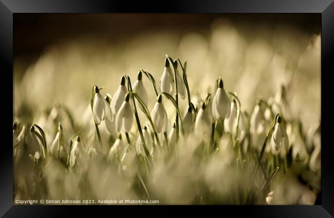 sunlit Snowdrop flowers Framed Print by Simon Johnson