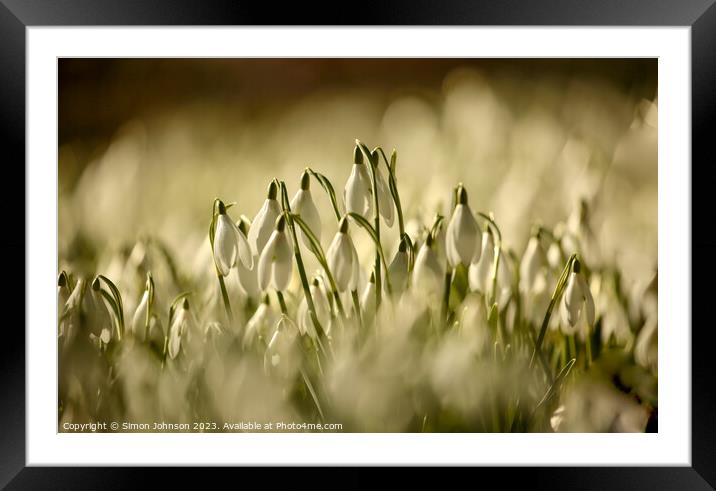 Snowdrop  flowers Framed Mounted Print by Simon Johnson