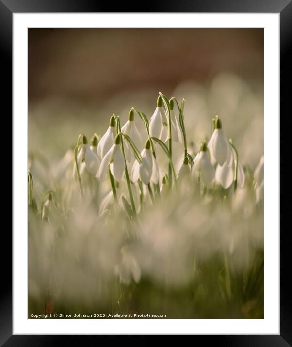   Snowdrops Framed Mounted Print by Simon Johnson