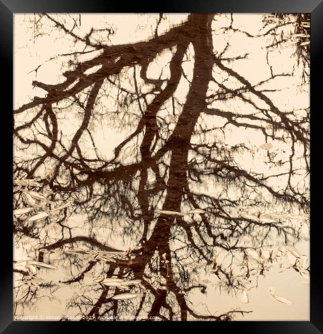 tree reflections Framed Print by Simon Johnson