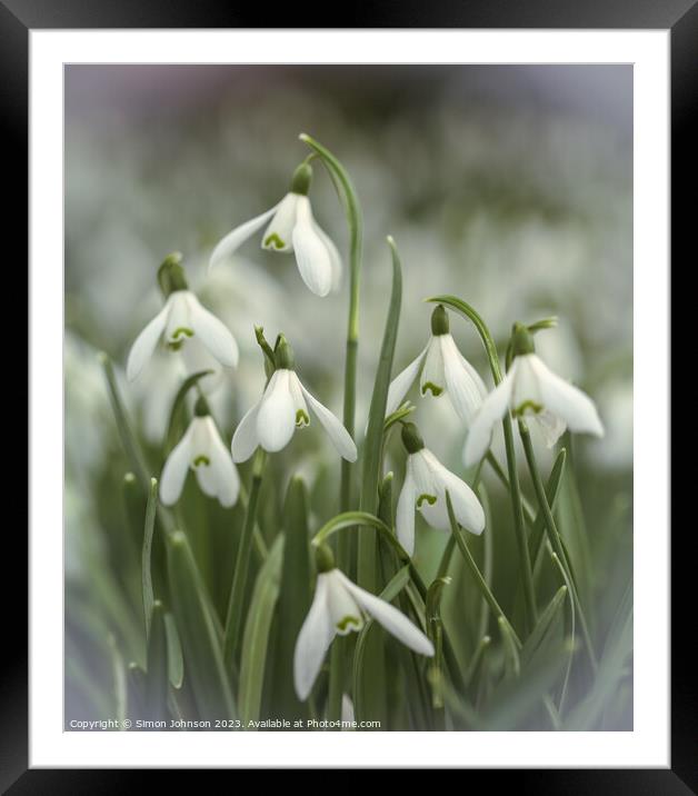 Snowdrop flowers Framed Mounted Print by Simon Johnson