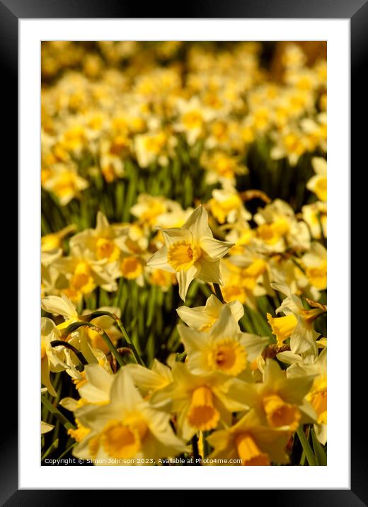 Daffodils  flowers Framed Mounted Print by Simon Johnson