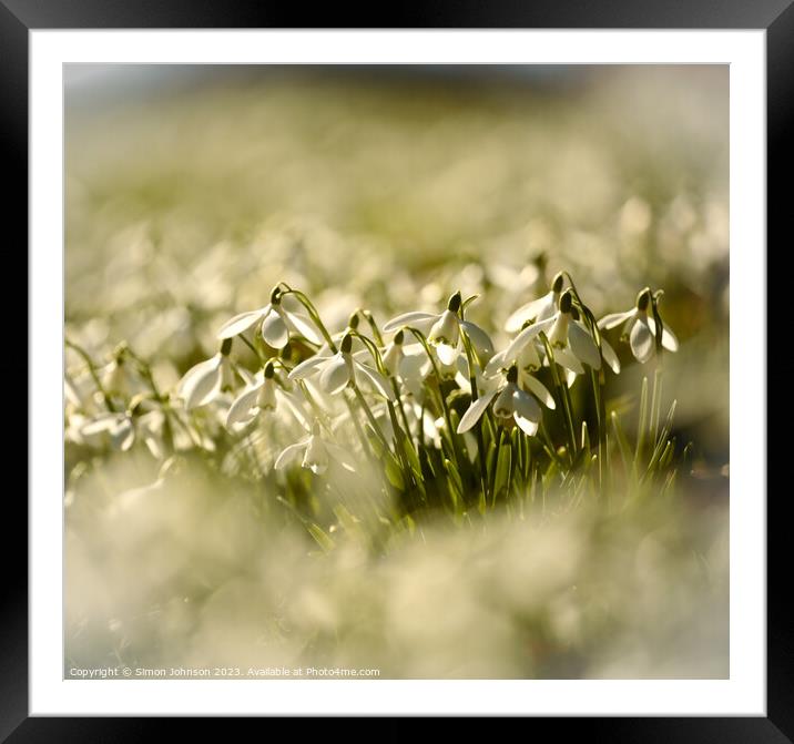 Sunlit Snowdrops Framed Mounted Print by Simon Johnson