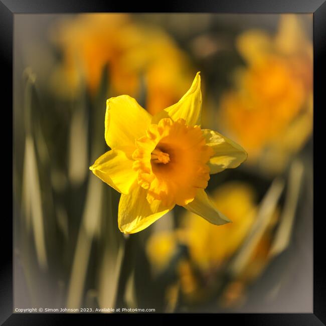 sunlit daffodils  Framed Print by Simon Johnson
