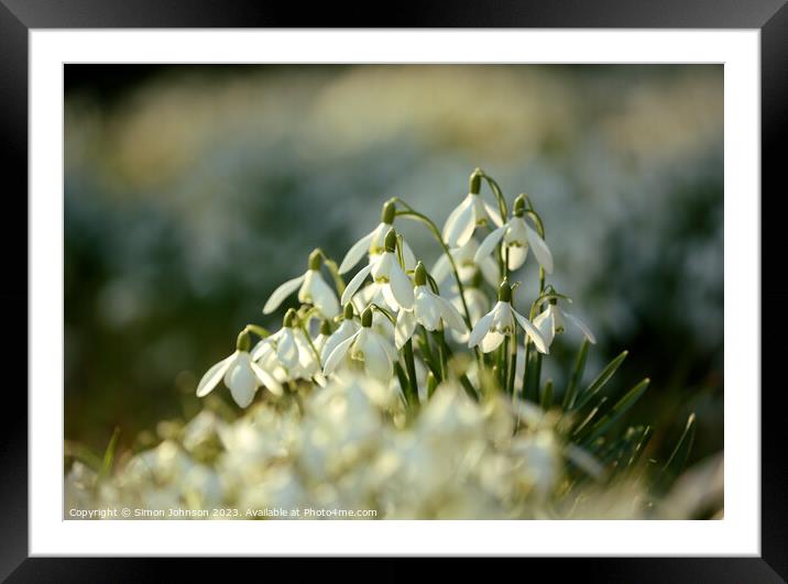 Sunlit Snowdrops  Framed Mounted Print by Simon Johnson