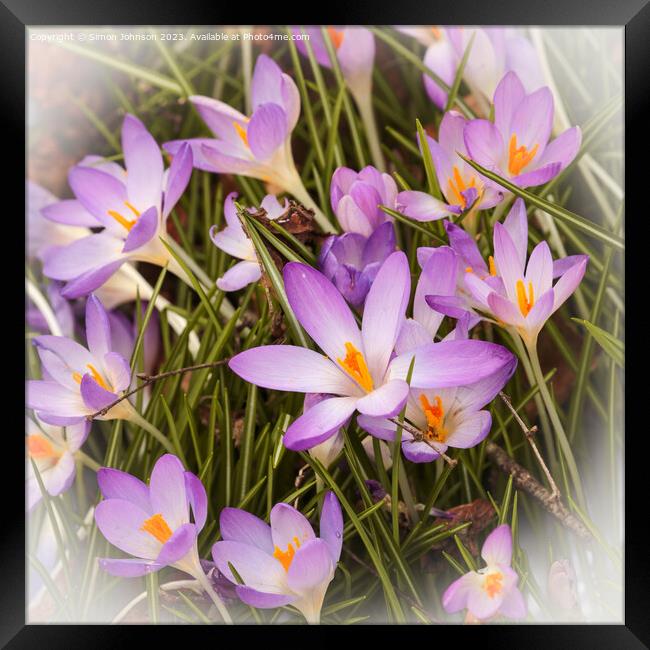 crocus flowers Framed Print by Simon Johnson