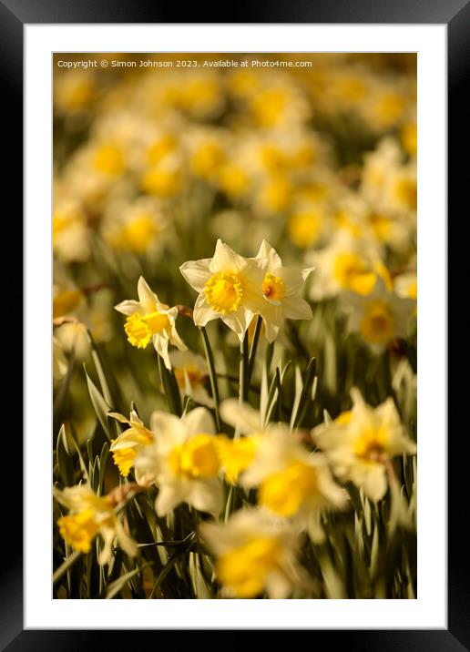  Daffodil  flowers for St Davids day Framed Mounted Print by Simon Johnson