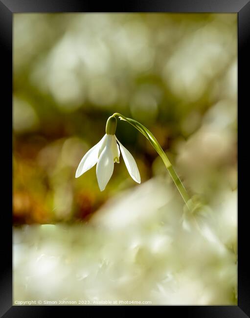 A close up of a sunlit snowdrop flower Framed Print by Simon Johnson