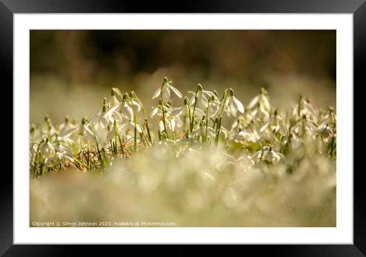 Snowdrop  flowers Framed Mounted Print by Simon Johnson
