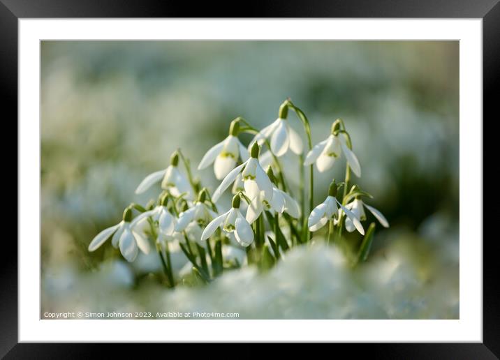 A close up of Snowdrop flowers Framed Mounted Print by Simon Johnson