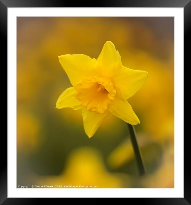 A close up of a  daffodil flower Framed Mounted Print by Simon Johnson
