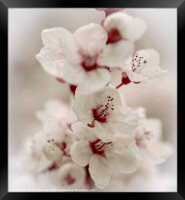 Early spring blossom Framed Print by Simon Johnson