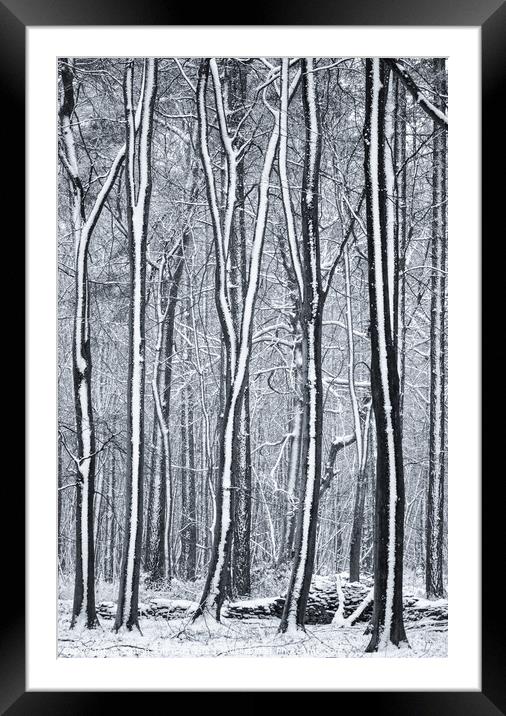 Woodland snow  Framed Mounted Print by Simon Johnson