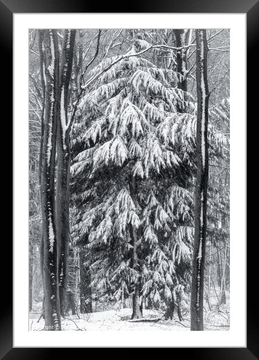 woodland snow on monochrome  Framed Mounted Print by Simon Johnson