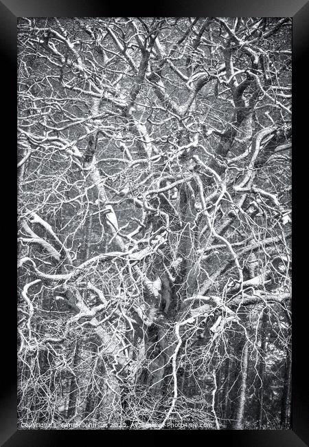Frosted  tree  Framed Print by Simon Johnson