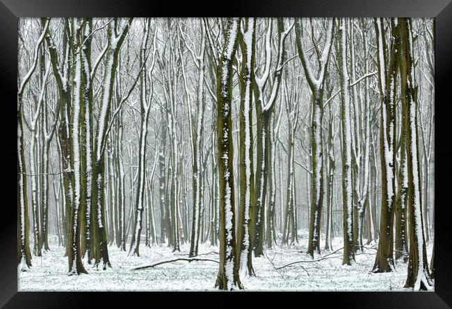 Winter Woodland  Framed Print by Simon Johnson