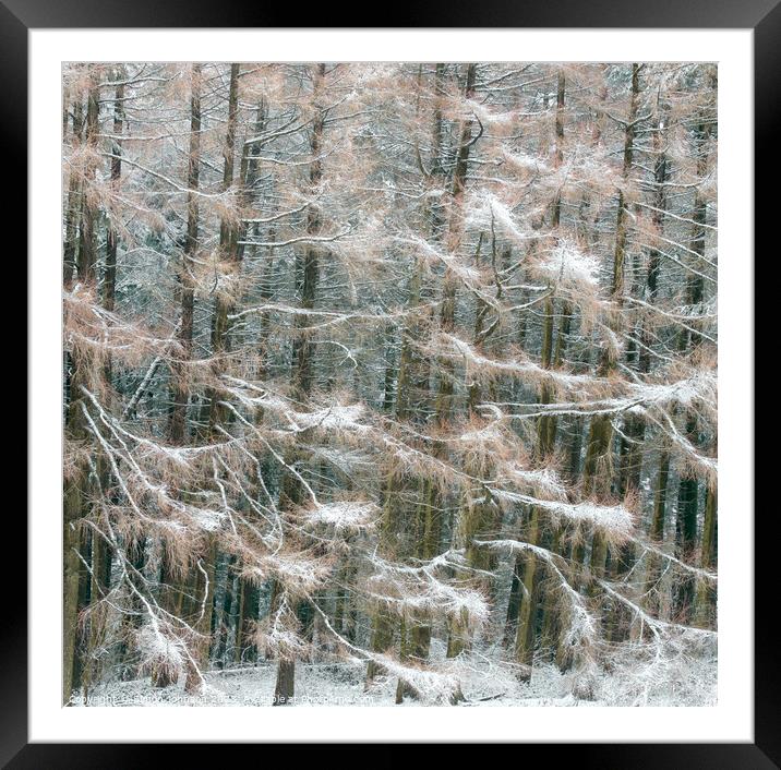 Frosted conifers Framed Mounted Print by Simon Johnson
