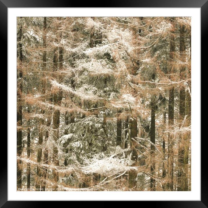 Frosted conifers Framed Mounted Print by Simon Johnson