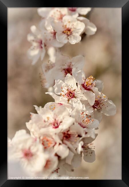 Spring Cherry Blossom Framed Print by Simon Johnson