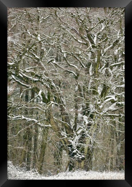 Frosted tree Framed Print by Simon Johnson