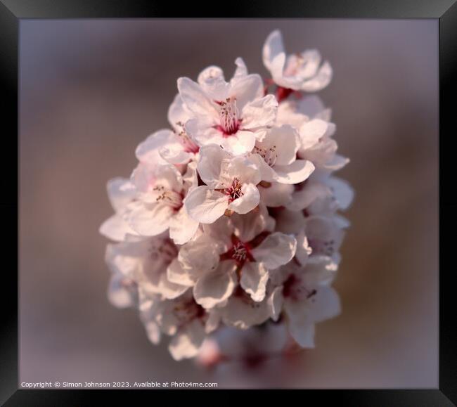 spring blossom Framed Print by Simon Johnson