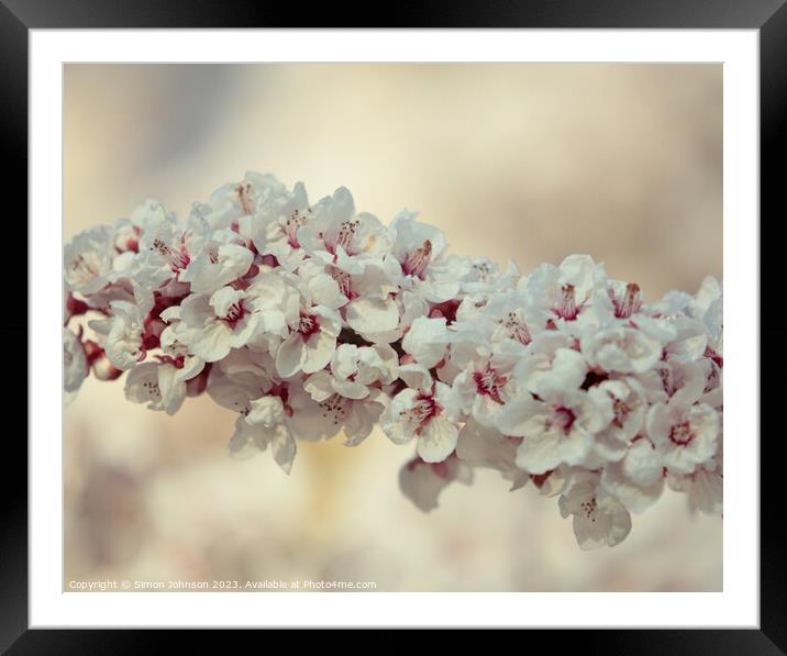 spring Cherry Blossomr Framed Mounted Print by Simon Johnson