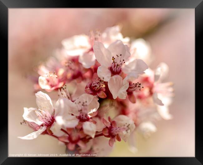 Spring blossom  Framed Print by Simon Johnson