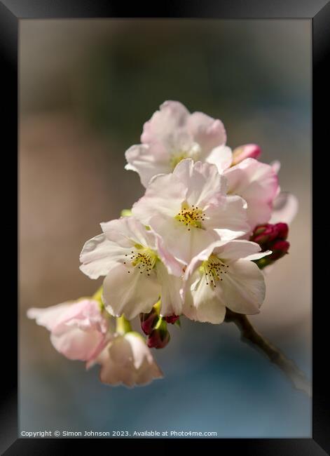 spring Cherry blossom  Framed Print by Simon Johnson