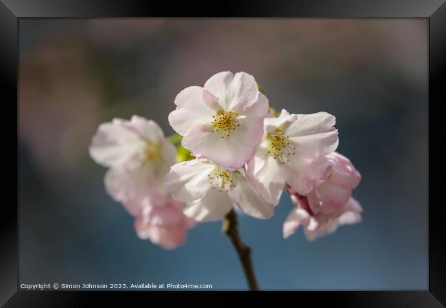 sunlit spring Cherry Blossom Framed Print by Simon Johnson