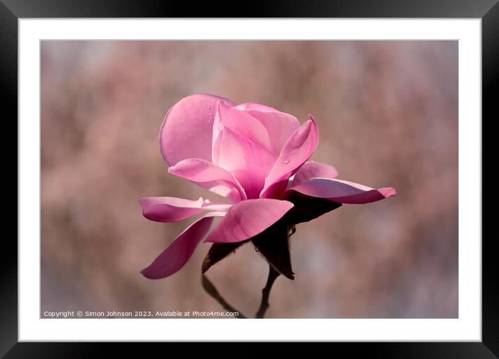 sunlit magnolia  flower Framed Mounted Print by Simon Johnson