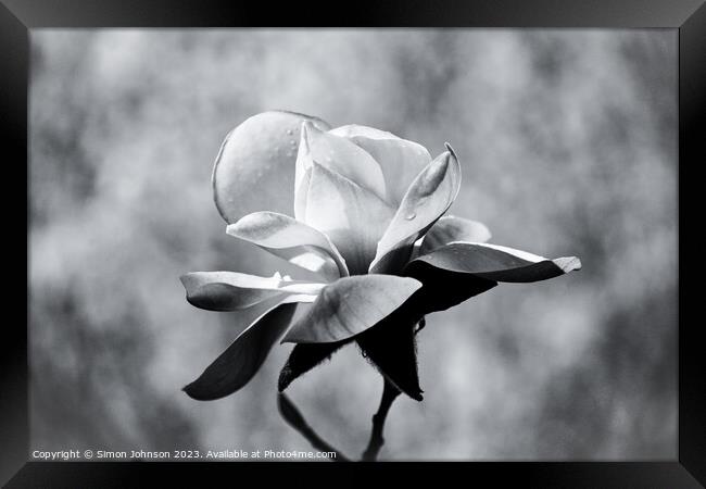 Magnolia monochrome  Framed Print by Simon Johnson
