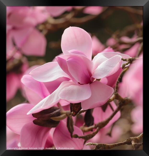 Pink magnolia flower Framed Print by Simon Johnson