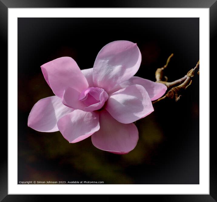 Magnolia flower Framed Mounted Print by Simon Johnson