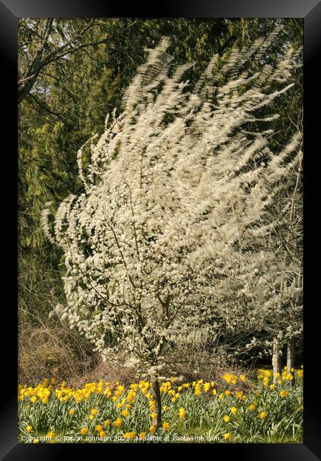 wind blown blossom and daffodils  Framed Print by Simon Johnson