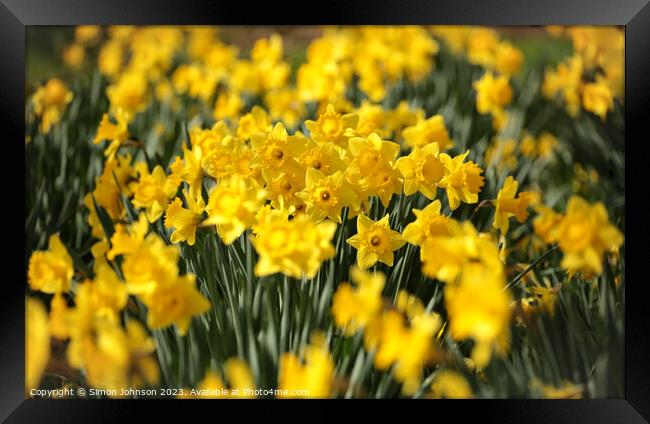 Sunlit Daffodils  Framed Print by Simon Johnson