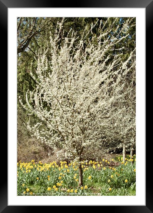 Cherry blossom and Daffodils  Framed Mounted Print by Simon Johnson