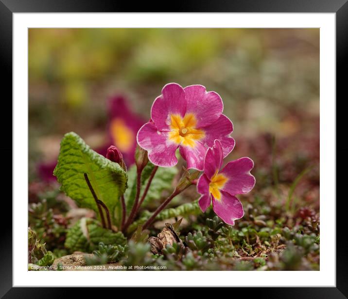 Plant flower Framed Mounted Print by Simon Johnson