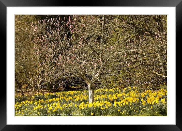 Daffodils and magnolias  Framed Mounted Print by Simon Johnson