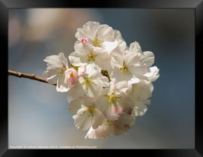 Cherry Blossoms  Framed Print by Simon Johnson