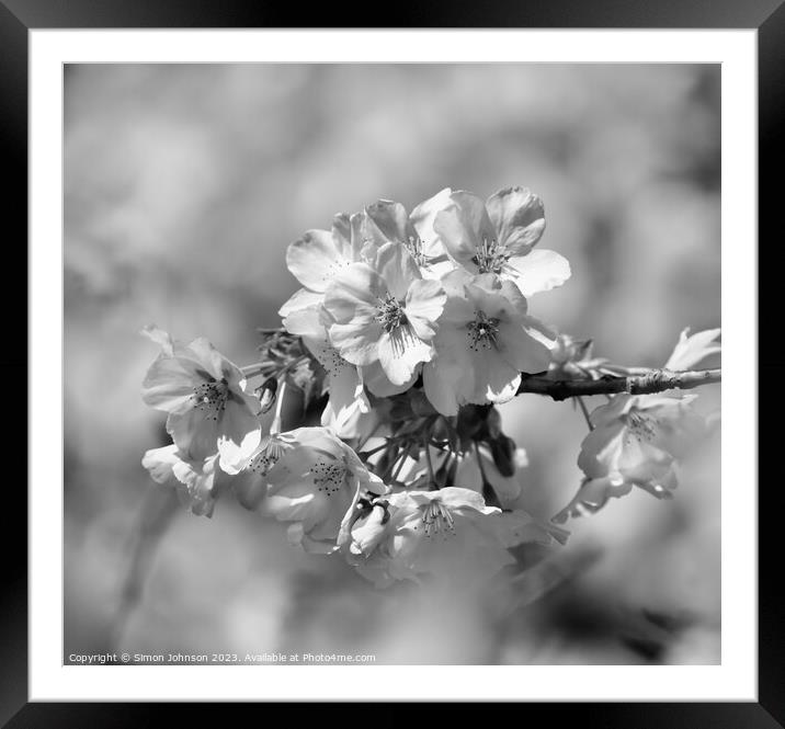 Cherry Blossom monochrome  Framed Mounted Print by Simon Johnson