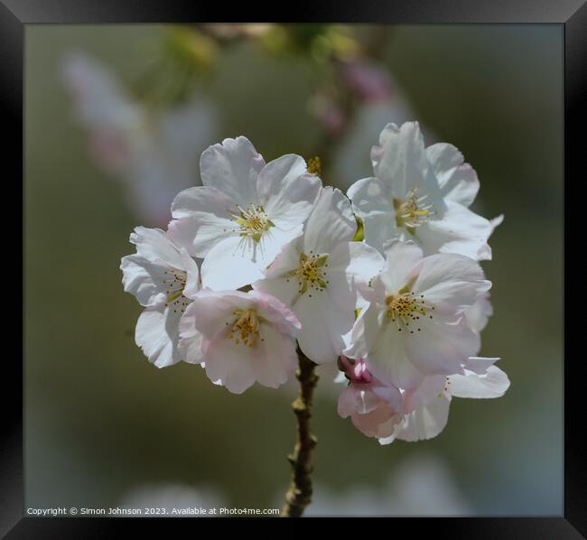 Cherry blossom  Framed Print by Simon Johnson