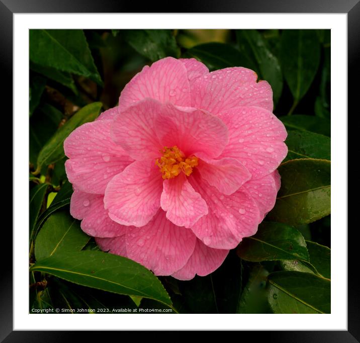 Camellia flower Framed Mounted Print by Simon Johnson