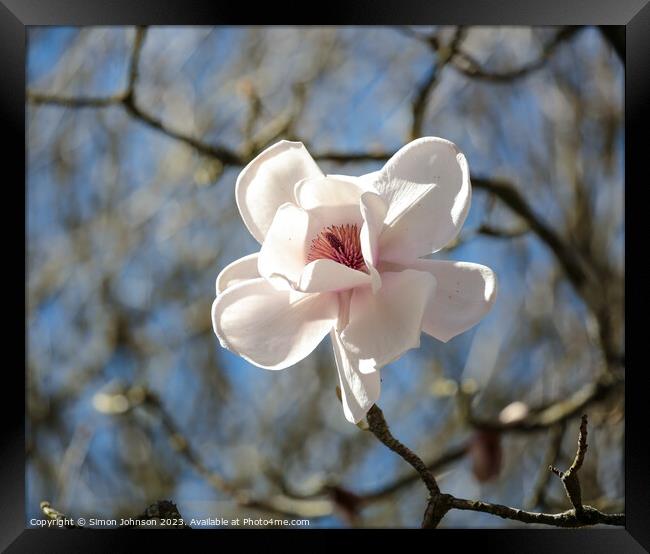 Magnolia flower Framed Print by Simon Johnson