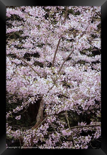 wind blown blossom Framed Print by Simon Johnson