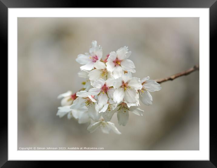 wind blown Cherry blossom Framed Mounted Print by Simon Johnson