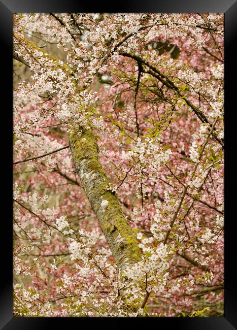 blossom tree profile Framed Print by Simon Johnson