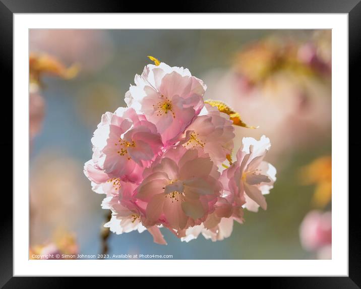 Sunlikt Cherry Blossom Framed Mounted Print by Simon Johnson
