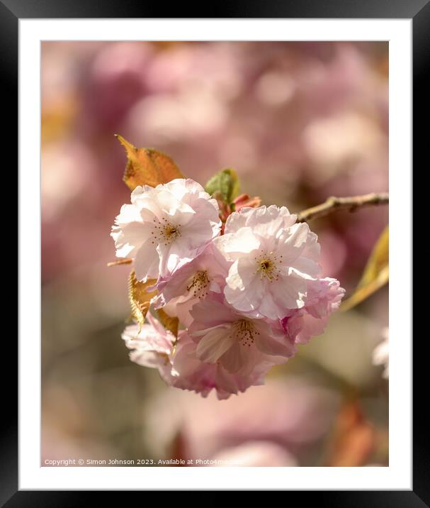 Sunlit Cherry Blossom Framed Mounted Print by Simon Johnson