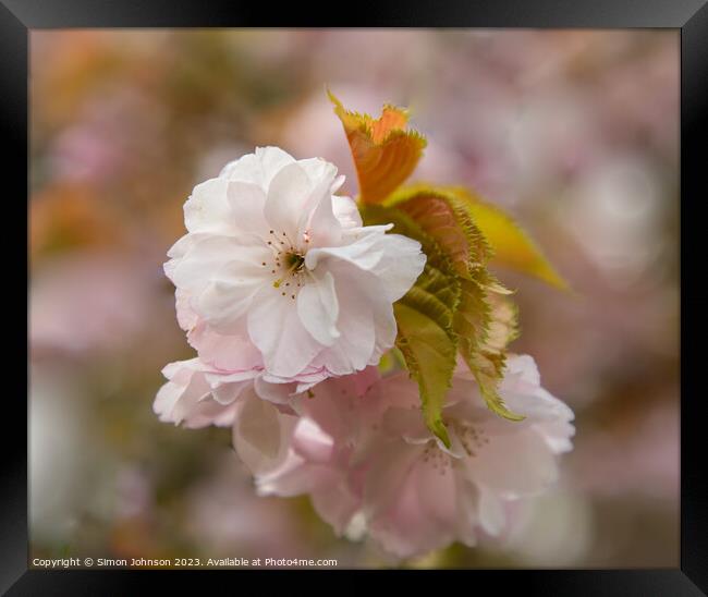 Cherry Blossom Framed Print by Simon Johnson