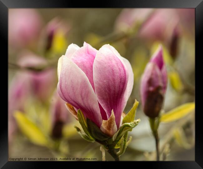 Plant flower Framed Print by Simon Johnson